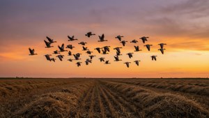 Birds Over Harvest