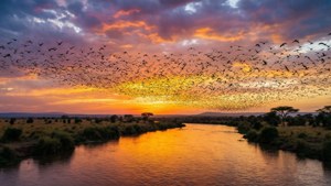 Birds Over Mara River