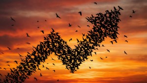 Birds Upvote Sunset