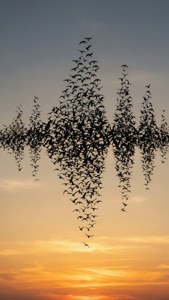 Birds Wave Flight