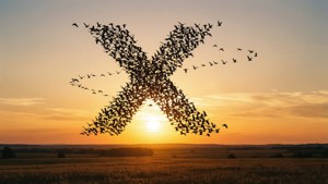 Birds X Sunset