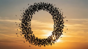 Birds Zero Silhouette