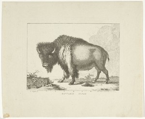 Bizon