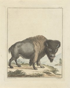 Bizon