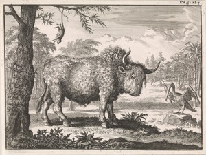 Bizon, opposum en een pelikaan in een exotisch landschap