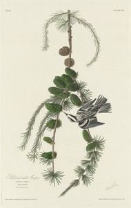 Black and White Creeper