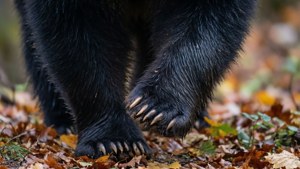 Black Bear Paw Autumn