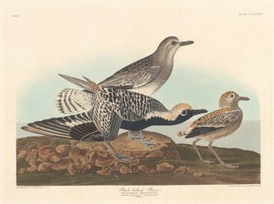 Black-bellied Plover