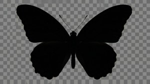 Black Butterfly Silhouette