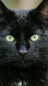 Black Cat Green Eyes