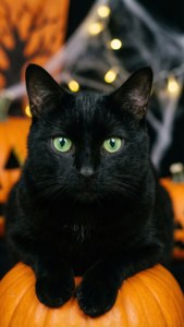 Black Cat Pumpkin