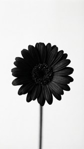 Black Daisy Minimal