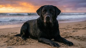 Black Labrador at Sunset Beach