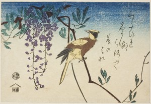 Black-naped oriole and wisteria