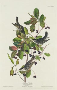 Black-Poll Warbler