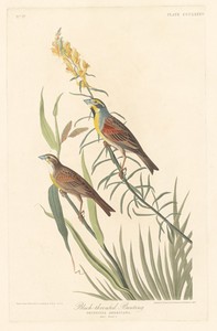 Black-throated Bunting