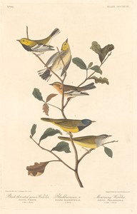 Black-throated Green Warbler, Blackburnian Warbler and Mourning Warbler