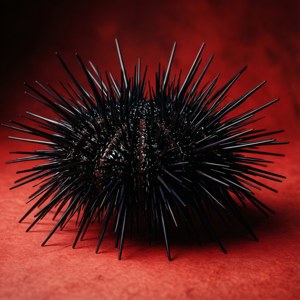 Black Urchin Red Backdrop