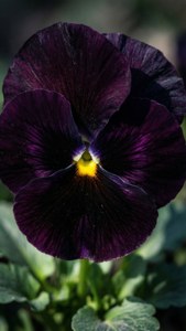 Black Velvet Pansy