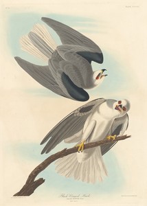 Black-winged Hawk