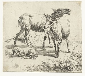 Blatend schaap tussen twee schapen en een lam