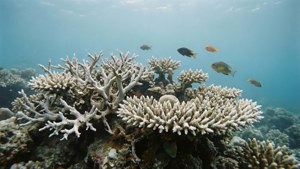 Bleached Reef Blues
