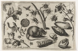 Bloemen, een muis, insecten en een mossel
