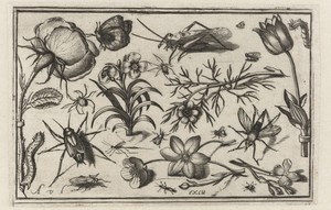 Bloemen en insecten