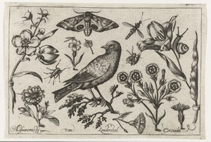 Bloemen, insecten, nachtpauwoog en een kraai