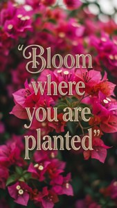 Bloom Quote Bougainvillea