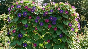 Blooming Trellis Vines