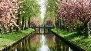 Blossom Canals