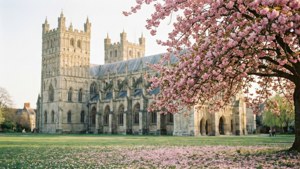 Blossom Cathedral