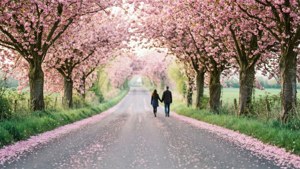 Blossom Lane