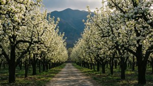 Blossom Path