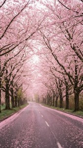 Blossom Tunnel