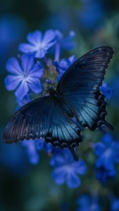 Blue Butterfly