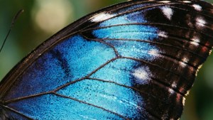 Blue Butterfly Wing Macro
