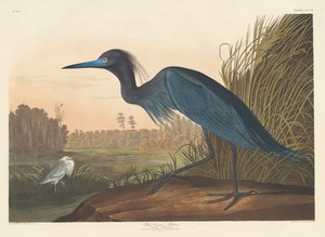Blue Crane or Heron