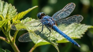 Blue Dragonfly Rest