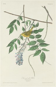 Blue-eyed Yellow Warbler