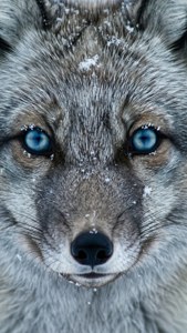 Blue Eyes