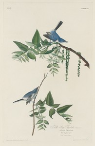 Blue-grey Flycatcher