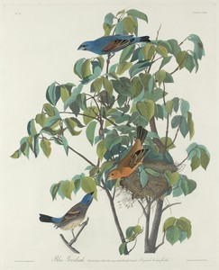 Blue Grosbeak