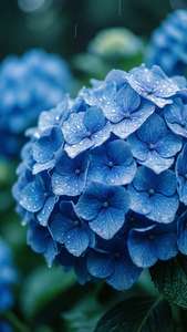 Blue Hydrangea Rain