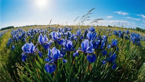 Blue Iris Meadow