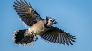 Blue Jay Flight