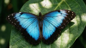 Blue Morpho Butterfly