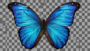Blue Morpho Butterfly Cutout