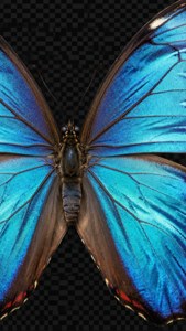 Blue Morpho Wings Open